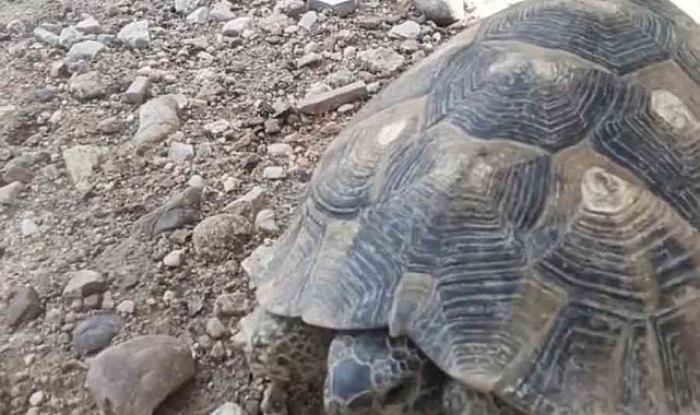 Edirne'de Çevre Haftası'nda gülümseten görüntü