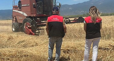 Edremit'te buğday hasadı başladı