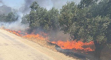 Edremit'te eski çöp depolama alanında çıkan yangın zeytinliklere sıçradı