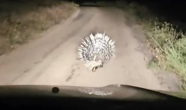 Elazığ'da oklu kirpi görüntülendi