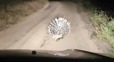 Elazığ'da oklu kirpi görüntülendi