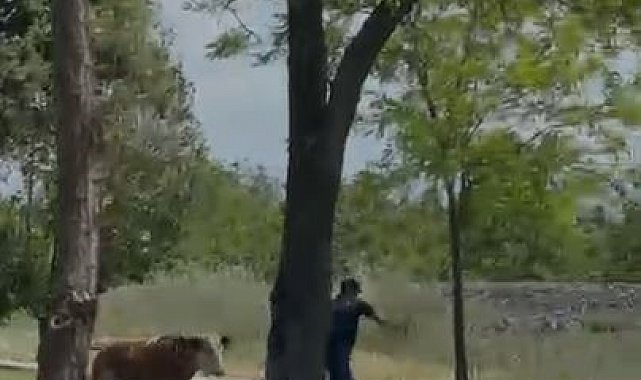 Elazığ'da sahibinden kaçan dana paniğe neden oldu