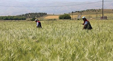 Elazığ'da süne sürveyi ve CBS çalışmaları sahada değerlendirildi