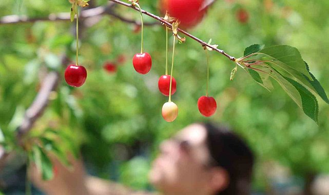 Elazığ'da yüzyılın don olayından sonra meyve ağaçlarında bereket dönemi