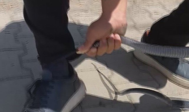 Eliyle yakaladığı yılan bacağını ısırdı: O anlar kamerada