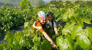 Erzincan'da üzümden önce yaprak hasadı başladı