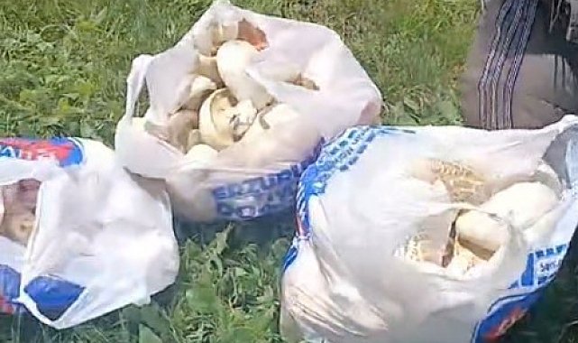 Erzurum'da sağanak yağışların ardından mantar bereketi: 45 dakikada poşetler doldu