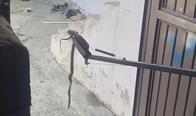 Eve giren yılan yakalanarak doğaya bırakıldı