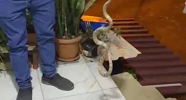 Evine giren yılanı "Evime gelme bak, kafanı ezerim" diyerek doğaya bıraktı