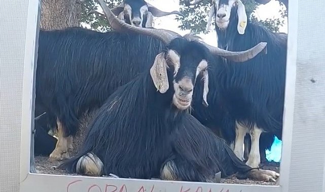 Fenomen çoban bu kez ekran başına geçen keçisine seslendirme yaptı