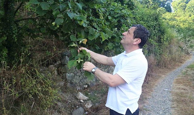 Fındıkta rekolte umudu yüksek, kokarca riski ise sürüyor