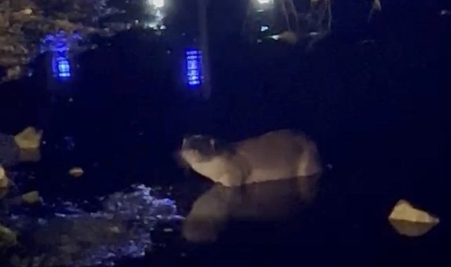 Gece saatlerinde göl kıyısında su samuru görüntülendi