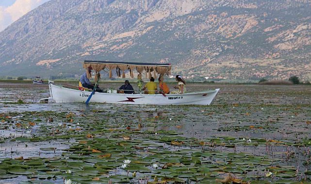 Geçen yıl kuraklık, bu yıl ise aşırı yağışlar nilüferlerin görsel şölenini geciktirdi