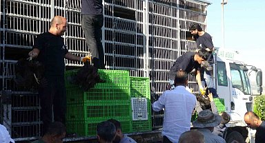 Gercüş'te 107 üreticiye yüzde 75 hibeli tavuk ve yem dağıtıldı