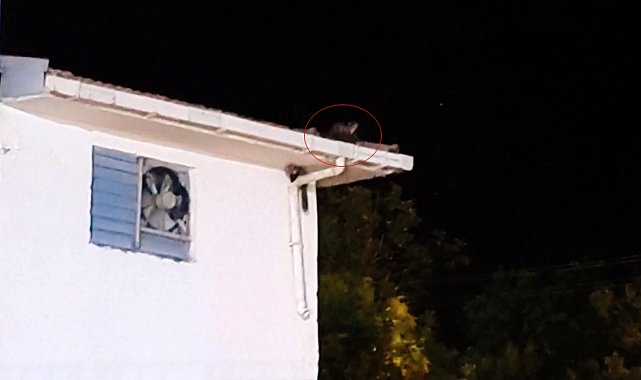 Gercüş'te iki sansarın trafo üzerindeki oyunu kameraya takıldı