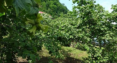 Giresun'da kahverengi kokarcaya karşı samuray arıları doğaya salındı