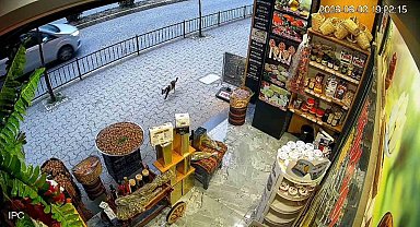 Giresun'da kedinin devirdiği çuvaldaki cevizleri yoldan geçen vatandaşlar topladı