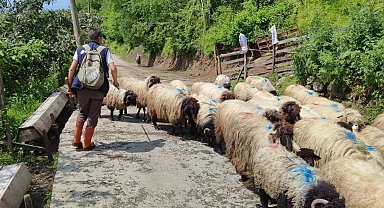 Giresun'da yayla göçü başladı