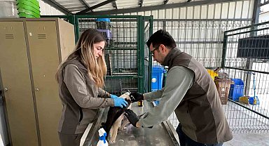 Göç yolculuğunda yaralanan yavru leylek sağlığına kavuştu