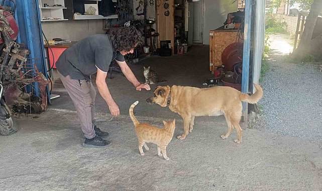 Gözleri görmeyen köpeğe 13 yıldır evladı gibi bakıyor