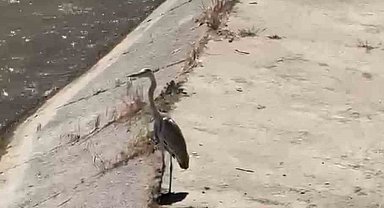 Gri balıkçıl ile martı aynı karede av bekledi