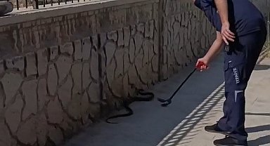 Hastane yanında görülen yılan paniğe neden oldu