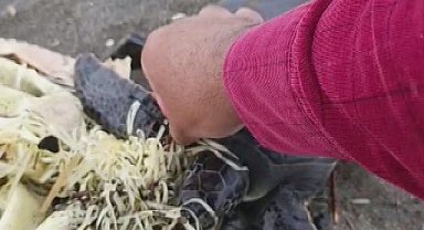 Hatay'da çuvala dolanan yavru deniz kaplumbağası belediye ekiplerinin dikkatiyle kurtuldu