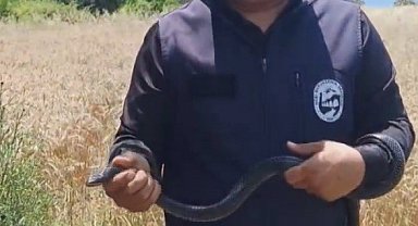 Hatay'da yaşlı kadının evine giren yılanı yakalayan Yılancı Kemal 'Sevgili karayılan insanlardan uzak dur' sözleriyle doğaya saldı