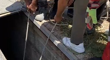 Havalandırma boşluğuna düşen eşek kurtarıldı