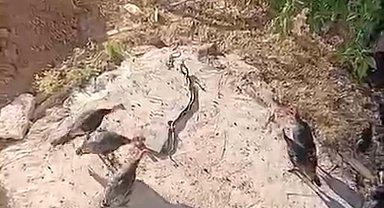 Hindilerin, aralarına giren yılanları izlediği anlar görüntülendi