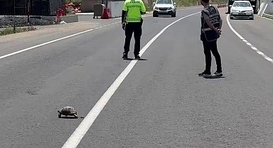 Hınıs'ta yürekleri ısıtan görüntü: Polis memuru kaplumbağa için trafiği durdurdu
