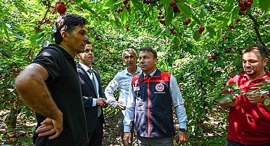 Honaz'da kiraz hasadı başladı