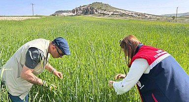 Hububat alanlarında denetimler sürüyor