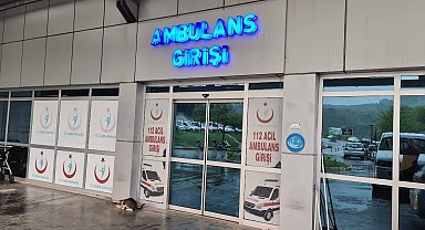 Ihlamur ağacından düşen kadın yaralandı