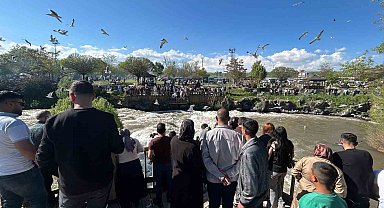İnci kefalinin zorlu göç yolculuğu ziyaretçileri hayran bırakıyor