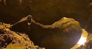 İnek belediyenin kazdığı çukura düştü