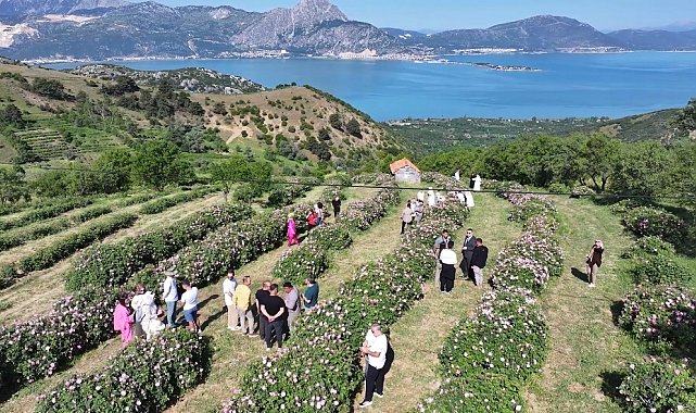 Isparta'da festival coşkusu devam ediyor: Eğirdir Gölü manzarasıyla gül topladılar