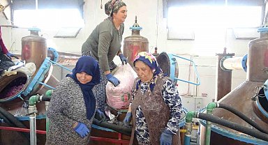 Isparta'nın pembe hazinesi: 4 ton gülden elde edilen yağın kilosu 12 bin avroya alıcı buluyor