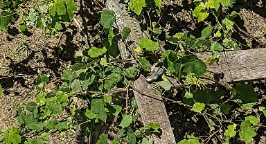 İtfaiyenin iguana mesaisi