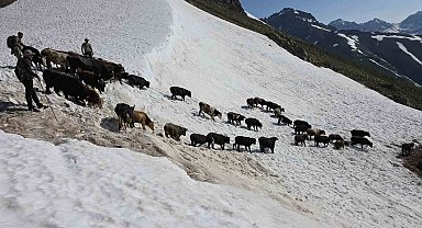 Kaçkarlar'da nefes kesen mücadele: 'Tarihi Öküz Göçü' tamamlandı