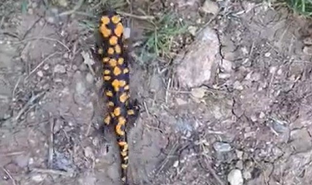 Kahramanmaraş'ta benekli semender görüntülendi