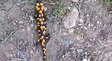 Kahramanmaraş'ta benekli semender görüntülendi