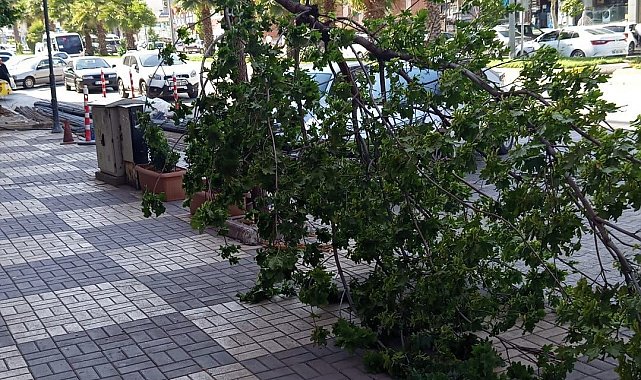 Kahta'da şiddetli rüzgar ağacı devirdi