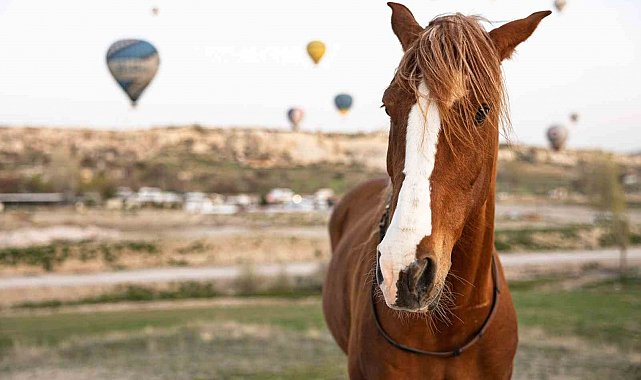 Kapadokya'da 'güzel atlar' görücüye çıkacak