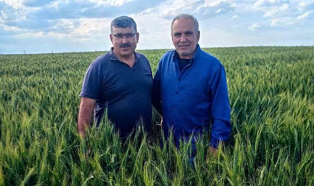 Karapınar'da arpa ve buğday tarlalarında yatma problemi