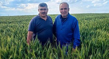 Karapınar'da arpa ve buğday tarlalarında yatma problemi
