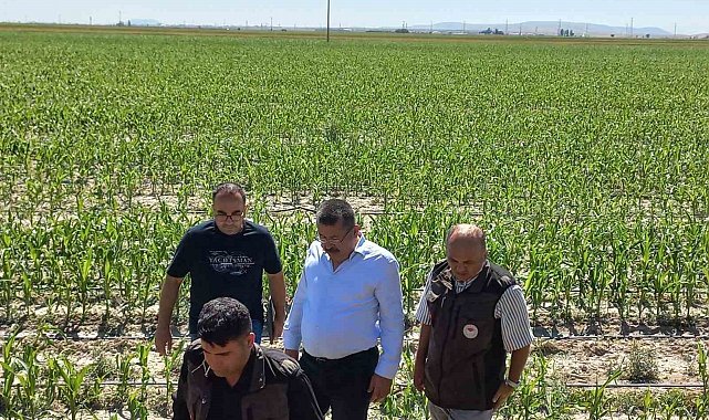 Karapınar'da dolu afetinin etkilediği alanlarda inceleme