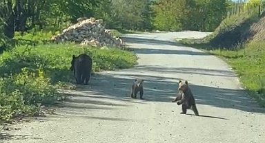 Kardeşlerin anne ayı ve yavruları ile sohbeti gülümsetti