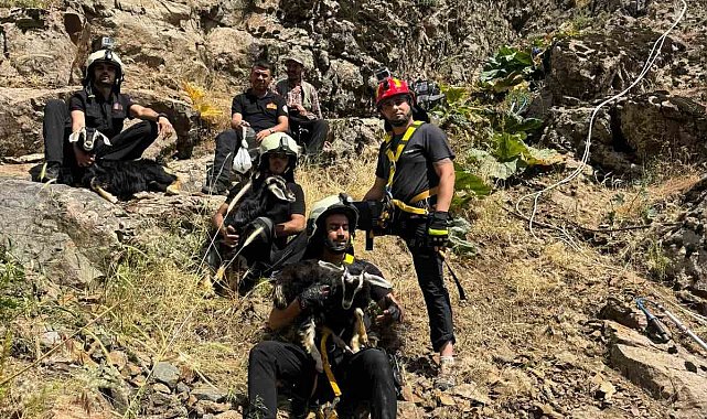 Kayalık alanda mahsur kalan oğlaklar itfaiye ekibince kurtarıldı