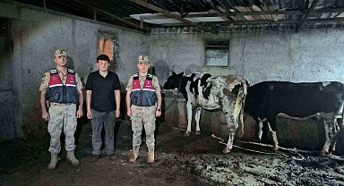 Kayıp büyükbaş hayvanlar jandarma ekiplerince bulundu